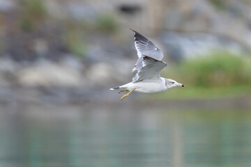 a seagull flying over the blue sea