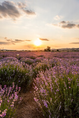 Fototapeta premium Blue Lavandula or lavender is a perennial flowering plants in the mints family, Lamiaceae. Medicine use oil, tea, culinary, garden or landscape architecture design, sky wallpaper, sunset colors