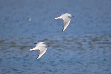 a seagull flying over the blue sea
