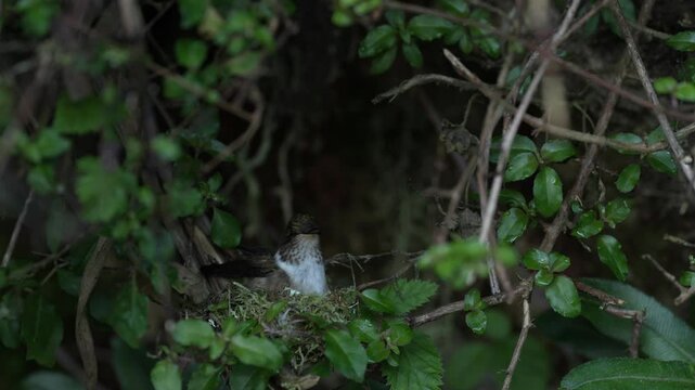 Hummingbird building nest in nature, Talamaca NP in Costa Rica. Bird behavior in nature. Hummingbird in the nest, nature wildlife. Volcano Hummingbird, Selasphorus flammula, animal in nature habitat.