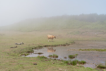 Cow standing in the fog on the grass with water.