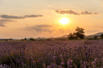 Fototapeta premium Blue Lavandula or lavender is a perennial flowering plants in the mints family, Lamiaceae. Medicine use oil, tea, culinary, garden or landscape architecture design, sky wallpaper, sunset colors