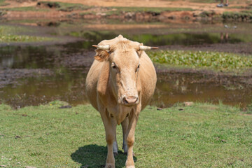Cow standing near a lake at a forest in Madeira.