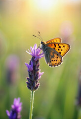 Butterfly resting on a lavender flower in a sunlit meadow