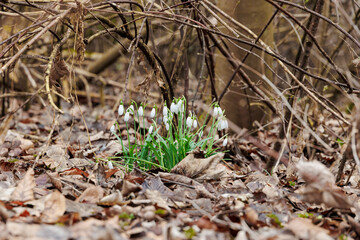 Snowdrops blooming among dry leaves on a late winter day, Germany, Augsburg, Haunstetten, 26.02.2025..