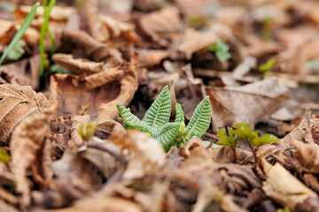 Primrose sprouting among fallen leaves, early spring, overcast weather, Germany, Augsburg,...