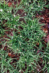 Obraz premium Top-down view of snowdrops blooming among fallen leaves on an overcast day, Germany, Augsburg, Haunstetten, 26.02.2025