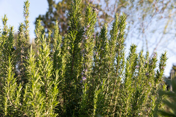 Evergreen Salvia rosmarinus or rosemary, shrub with fragrant, pink or blue flowers, Mediterranean region, kitchen, medicine and pharmaceutical use, oil, ideal for the garden and landshaft design