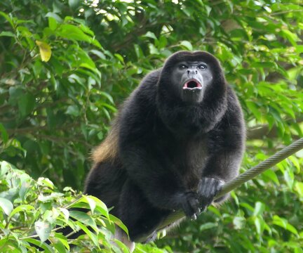 Howler monkey 