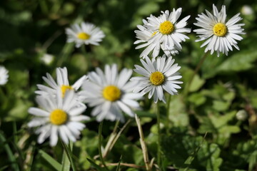 daisies in the garden