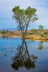 Reflections of a tree in a lake in California.