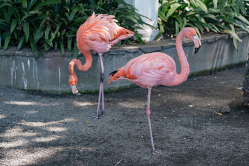 Pink flamingo bird on the Madeira island.