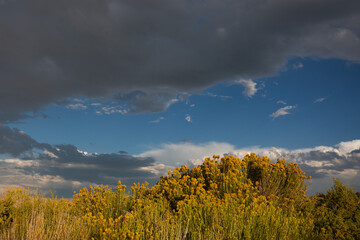 Fototapeta premium Sunlight on wildflowers in California.