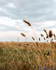 Beautiful scenery of harvesting wheat field on sunset colors, summer period