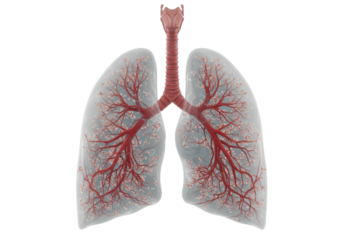 Isolated Human Lungs with Cherry Blossom Arteries