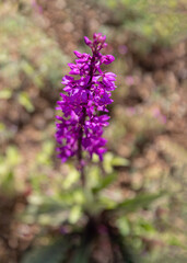 Early spring purple flower Orchis purpurea, mascula, Ophrys arachnitiformis, Orchis simia, in the forest, green blurry background
