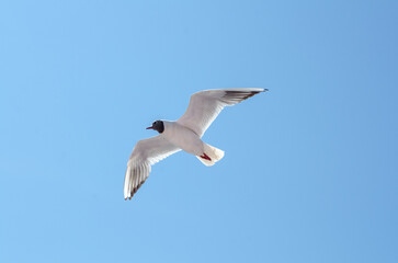 Obraz premium Black-headed gull gliding under clear blue sky