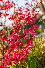 Red and pink Loropetalum chinensis or Chinese fringe and strap purple red evergreen flower in the garden design or landscape architecture design