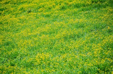 Vast meadow with yellow flowers under natural light