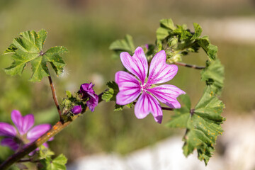 Malva sylvestris or mallow genus Malva, cheeses, high or tall mallow, food or herbal tea plant for mouth and throat irritation, medicine use