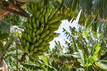 Beautiful green banana trees on a farm. 