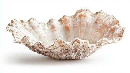 Fototapeta premium close-up of a uniquely textured seashell, showcasing intricate patterns and natural beauty