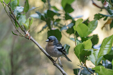 Fototapeta premium Cute little bird on the Madeira island.