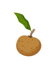 Vietnamese Sapodilla Fruit