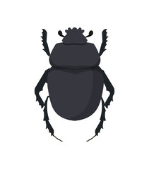 Black Scarab Beetle
