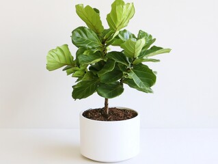 Fiddle Leaf Fig Plant in White Pot on White Background Capturing Indoor Natural Light and Minimalist Style for Home Decor and Greenery