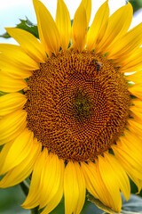 Naklejka premium Close up photo of the common sunflower or Helianthus annuus is harvested for its edible oily seeds or snack food. Farm, cultivation and oil industry