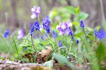 Blue spring flower lathyrus nervosus and muscari in the forest, wallpaper and background