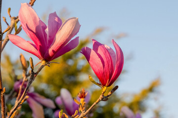 Pink Magnolia liliiflora is a small tree cultivated in China and also Japan. Mulan, purple, red,...