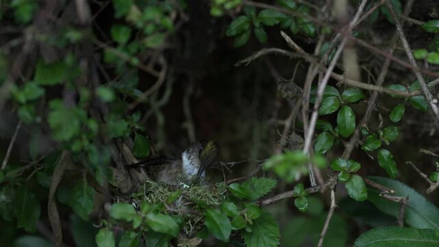 Hummingbird building nest in nature, Talamaca NP in Costa Rica. Bird behavior in nature. Hummingbird in the nest, nature wildlife. Volcano Hummingbird, Selasphorus flammula, animal in nature habitat.