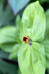 Spring summer yellow pink bud flower or elegans or Zinnia violacea is an annual flowering plant in the family Asteraceae native to Mexico, in the garden and landshaft or landscape architecture design
