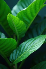Lush green leaves, vibrant textures, tropical foliage , image, photography, details