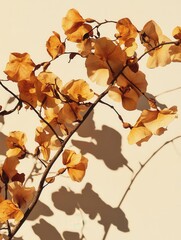Delicate dried flower branch casting shadows on a cream wall creating a serene and minimalist ambiance with warm tones and a soft light from above