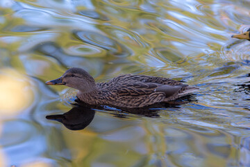 portrait of a duck in water