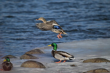 ducks on the river, mallard, winter
