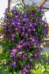 Close up purple hybrid climbing flower Clematis viticella Carmencita, Ranunculaceae family, in the garden or landscape architecture design