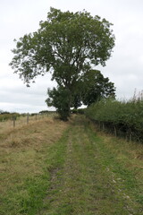 A scenic countryside walking trail in Wales, surrounded by lush greenery and wide open views. The path gently winds through rolling hills and open fields, with a majestic old oak tree standing proudly