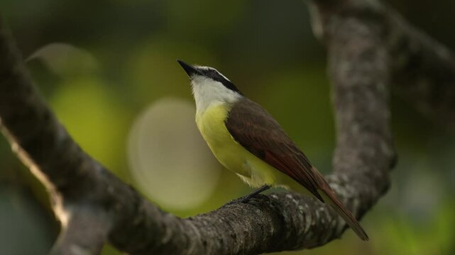Yellow bird from Costa Rica. Great Kiskadee, Pitangus sulphuratus, brown and yellow tropical tanager with dark green forest in the background, nature habitat, Costa Rica. Wildlife scene from nature.