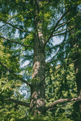 A large, mature evergreen tree with textured bark and sprawling branches in a lush forest setting.
