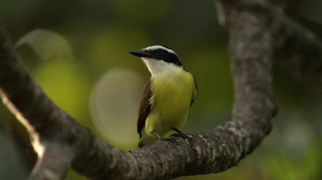 Yellow bird from Costa Rica. Great Kiskadee, Pitangus sulphuratus, brown and yellow tropical tanager with dark green forest in the background, nature habitat, Costa Rica. Wildlife scene from nature.