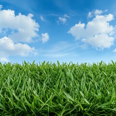 Fototapeta premium A vast field of lush green grass under a clear blue sky, highlighting natures beauty and serenity