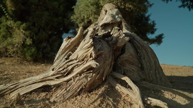 Ancient juniper tree stump shows artistic touch of nature during golden hour in sunlit landscape