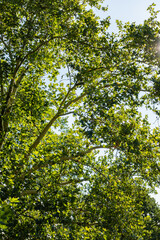 Green branches and leaves of a tall tree against a bright blue sky, with sunlight filtering through the foliage.