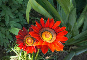 Red and orange flower Gazania linearis blossom plant in the family Asteraceae, native to South Africa, ideal for the garden and landshaft design
