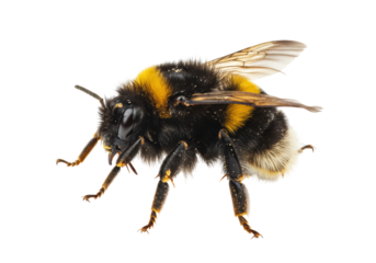 Isolated Bumble Bee Hairy Insect