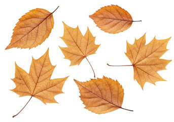 Obraz premium Isolated Assortment of Dry Autumn Leaves